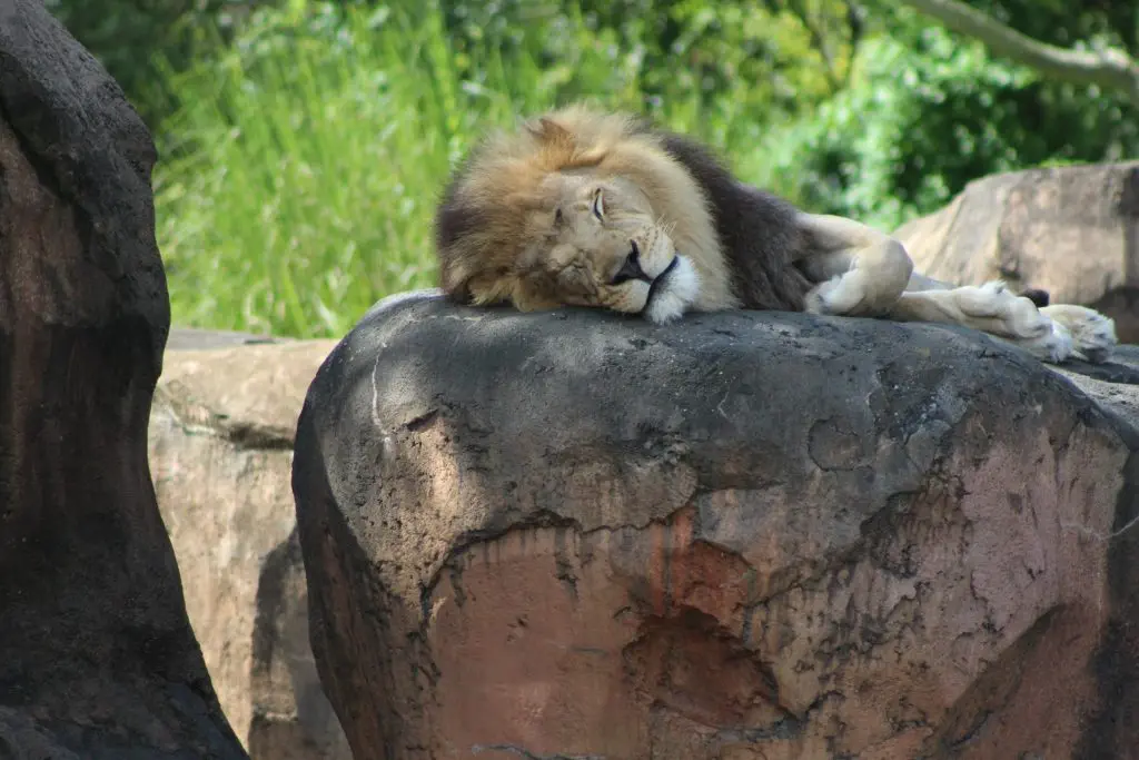 Male Lion In Animal Kingdom.